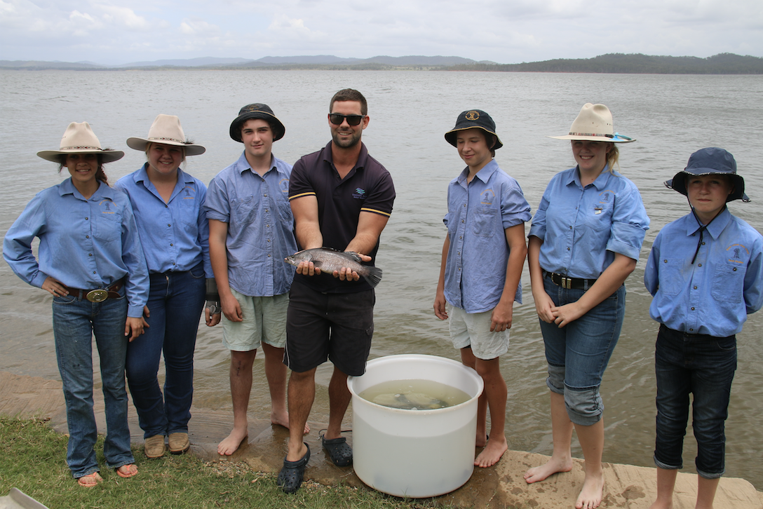 Hand-Raised Larcom Barra Released into Lake Awoonga