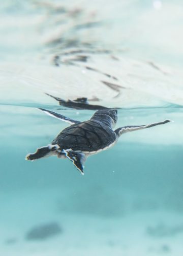 Discover Heron Island!