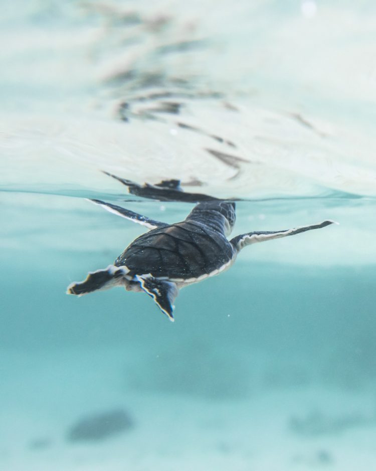 Discover Heron Island!