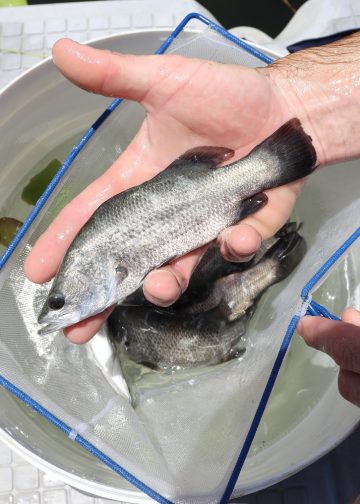 Aquaculture Gladstone release one millionth Fingerling