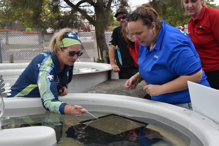 Seagrass Restoration Nursery Opens in Gladstone
