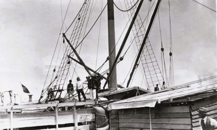 Horses being exported from Gladstone for the Indian trade. By Betty Laver