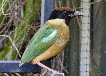 Calling for Wildlife Heroes: Urgent Need for Volunteers at Gladstone & District Wildlife Carers
