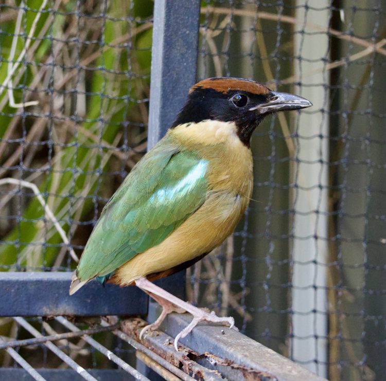 Calling for Wildlife Heroes: Urgent Need for Volunteers at Gladstone & District Wildlife Carers