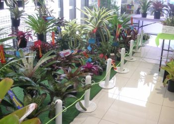 Gladstone Orchid & Foliage Society Set to Bloom at Easter Show 