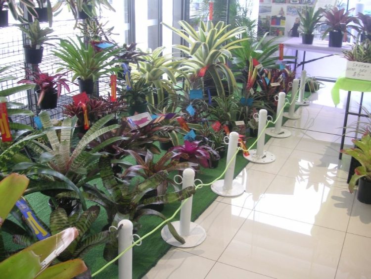 Gladstone Orchid & Foliage Society Set to Bloom at Easter Show