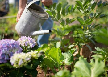 Autumn Gardening Guide: The Best Veggies to Plant Now 
