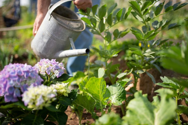 Autumn Gardening Guide: The Best Veggies to Plant Now 