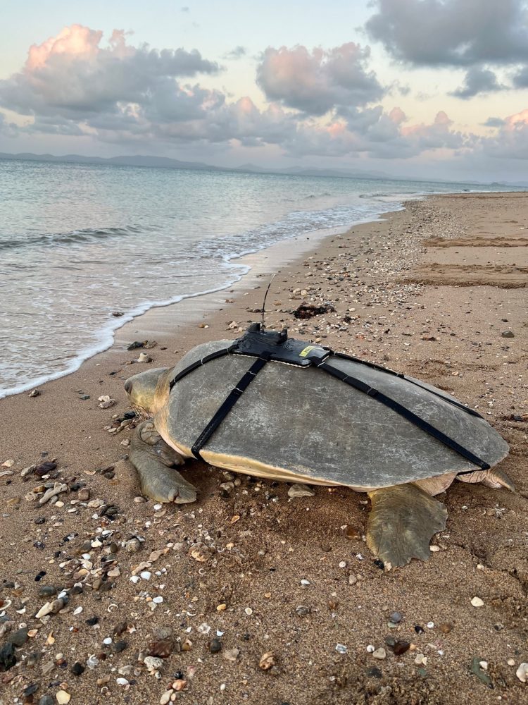 Gladstone-Led Turtle Conservation Project Wins National Environmental Awards