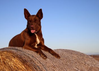 ‘Spirit of the Bush’ Photo Competition Returns to Celebrate Rural Resilience