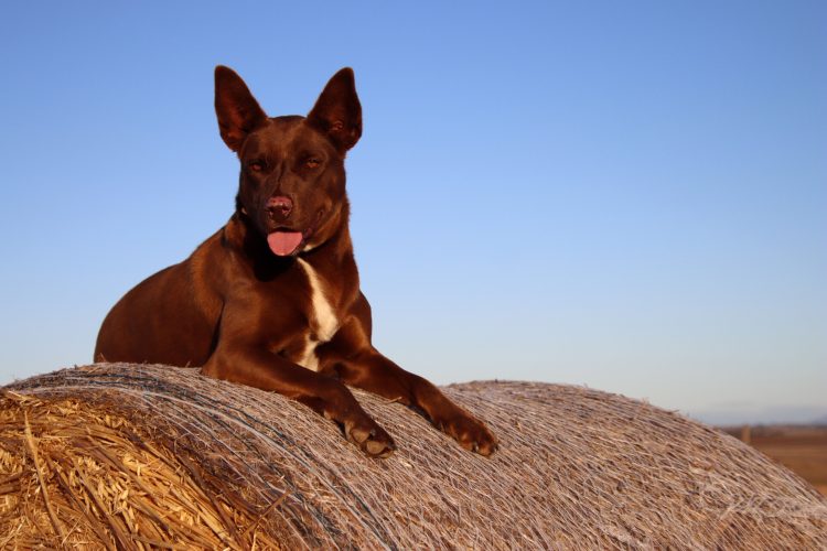‘Spirit of the Bush’ Photo Competition Returns to Celebrate Rural Resilience