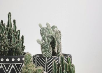 House Plants to Grow This Winter