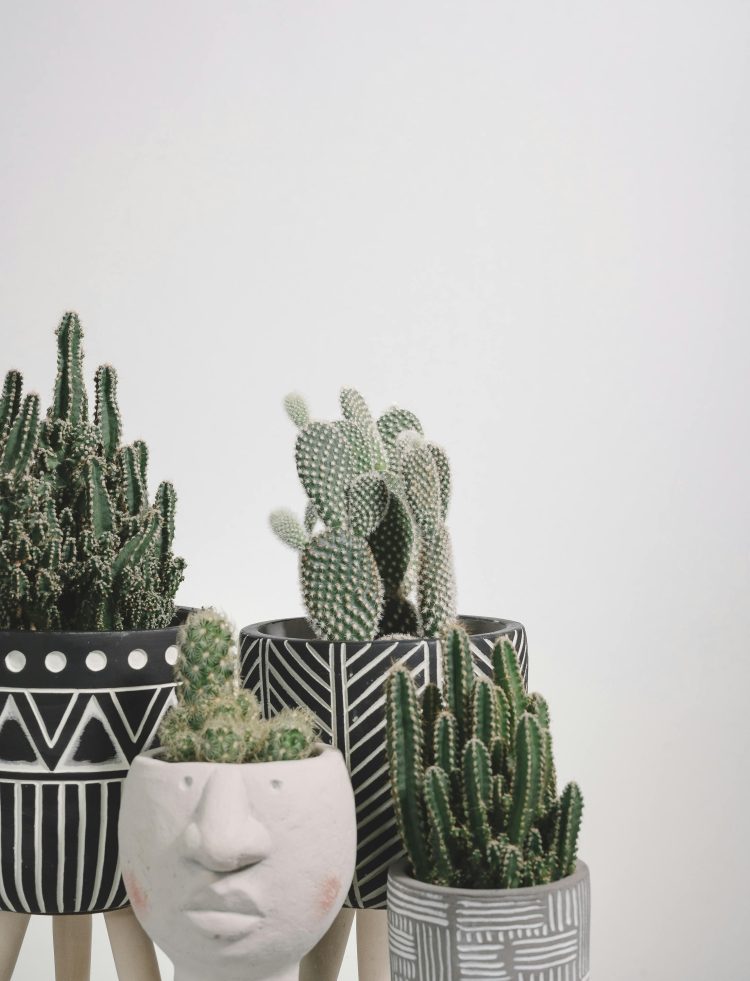 House Plants to Grow This Winter