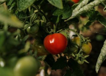 Heading into Spring Gardening Tips