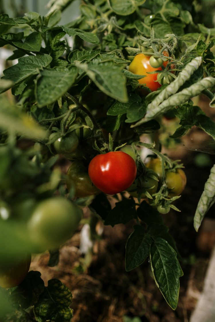 Heading into Spring Gardening Tips