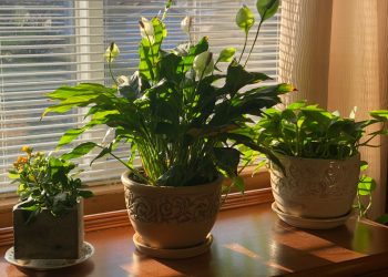 Seasonal Décor changes – Winter to Spring