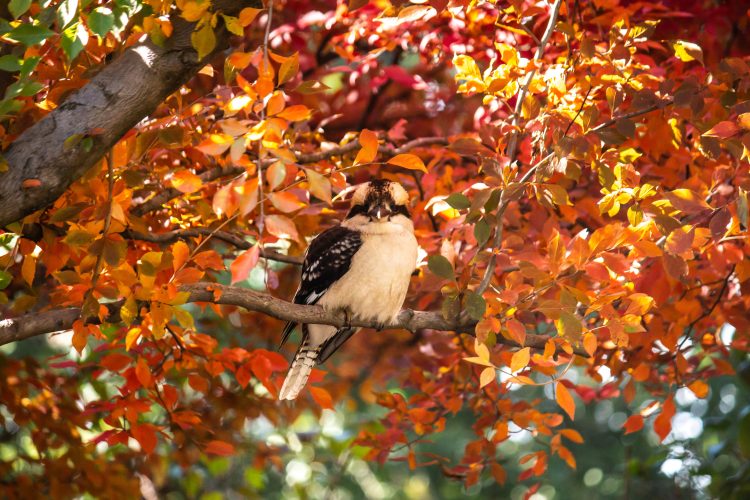 Getting Your Garden Ready for Autumn