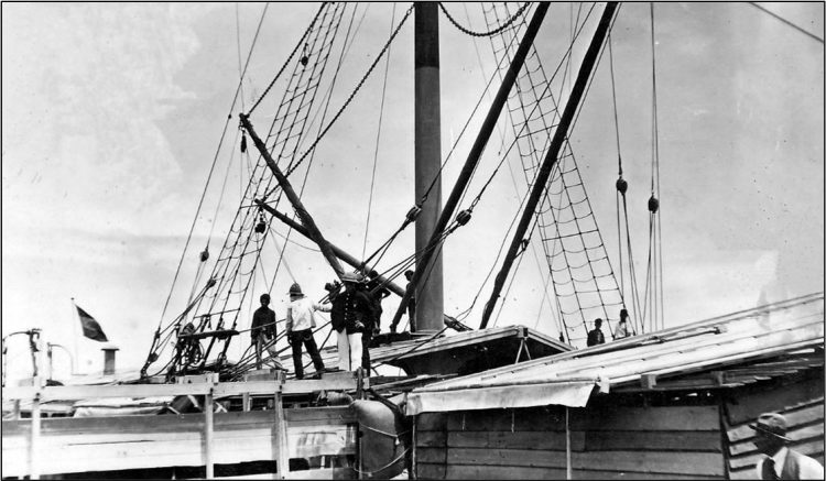 Horses being exported from Gladstone for the Indian trade. 