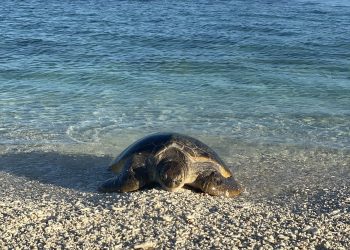 Discover the Southern Great Barrier Reef from the Gladstone Region 