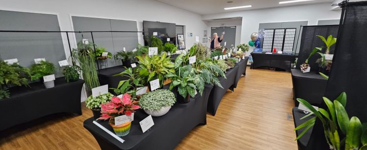 Gladstone Region Invited to Bloom at the 2nd Annual Port Curtis Orchid and Foliage Society Inc Show this August