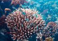 Giving Coral Reefs A Fighting Chance With Marine Cloud Brightening
