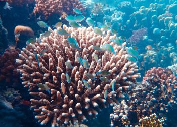 Giving Coral Reefs A Fighting Chance With Marine Cloud Brightening