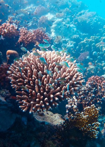 Giving Coral Reefs A Fighting Chance With Marine Cloud Brightening 