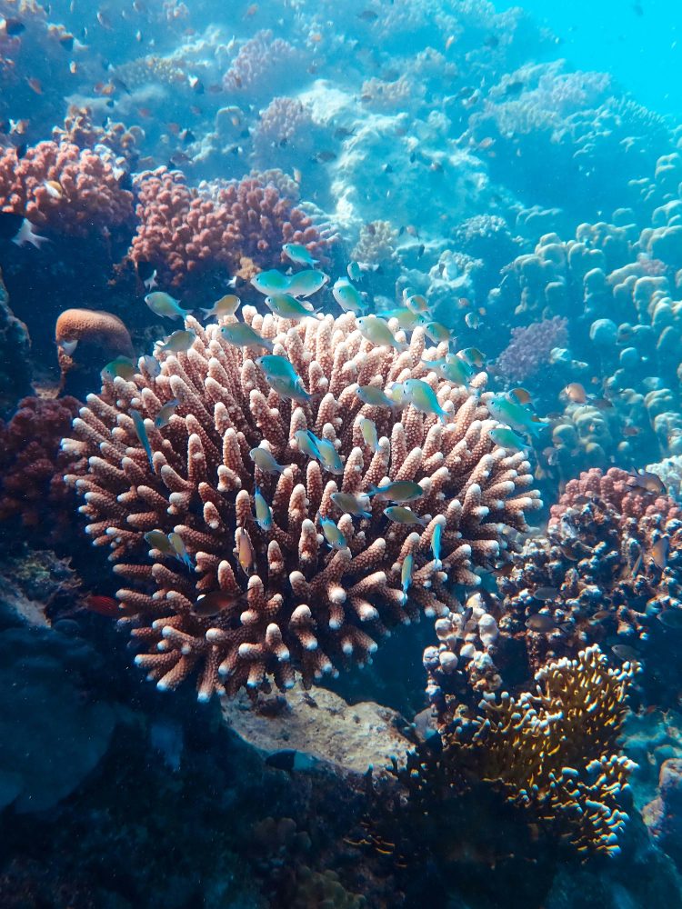 Giving Coral Reefs A Fighting Chance With Marine Cloud Brightening 