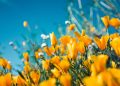 Refresh Your Home This Spring  