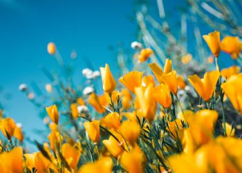 Refresh Your Home This Spring  