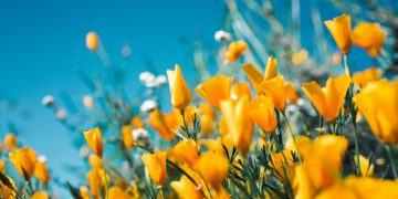 Refresh Your Home This Spring  